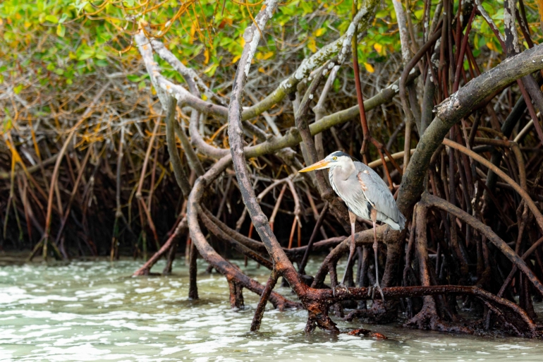 Sumber gambar: https://www.pexels.com/photo/great-blue-heron-sitting-on-mangrove-18426922/