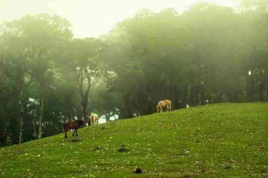 Hamparan padang rumput (picture Yesri)