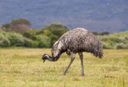 Emu satwa liar khas Australia. Photo: Icolacat/Shutterstoack) 