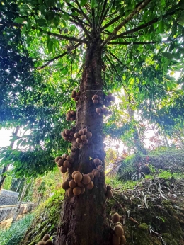 Pohon buah Kepel yang sudah langka. Foto: DokPri