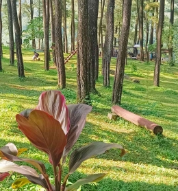 Suasana hutan pinus Nongko Ijo.Yuk Tetirah dalam Keheningan Wisata Nongko Ijo Madiun yang Ramah Santun(dokpri)