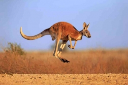 Kanguru satwa liar khas Australia. Photo:J and C Sohns/Getty Images Plus  