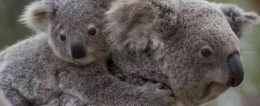Di tahun 1927 sebanyak 600.000-800.000 koala dibantai di negara bagian Queensland Australia untuk dijual kulitnya. Photo: respectforanimals.org