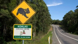 Koala kini merupakan satwa liar yang dilindungi di Australia. Photo : Aaron Jacobs / Flickr 