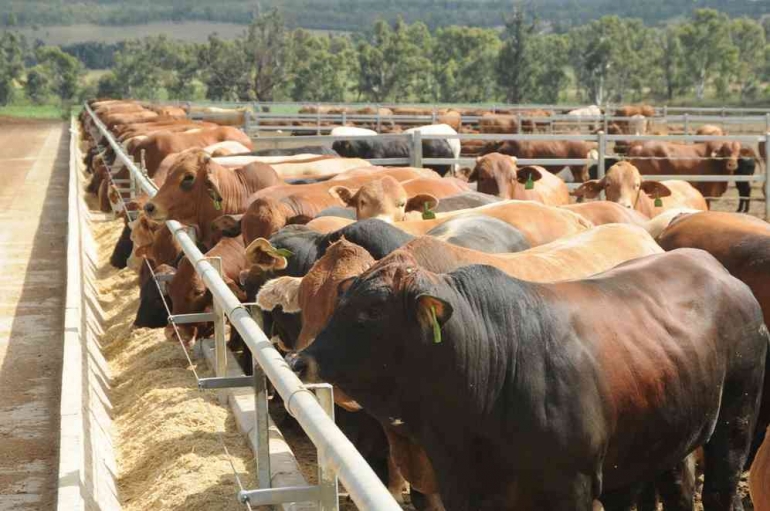 Farming Sapi Meningkatkan Kualitas Produksi Daging Sapi bagi Peternakan Sapi Potong ...