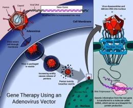Gambar 1. Mekanisme Vektor Viral dalam Terapi Gen  Sumber: https://medlineplus.gov/genetics/understanding/therapy/procedures/