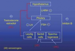 Mekanisme xenoestrogen (XE) dalam menganggu spermatogenesis (Comhaire & Decleer, 2015 di Handbook of Fertility).