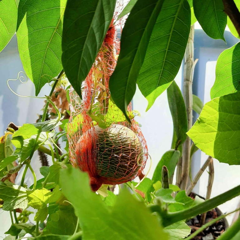 Melon berusia dua minggu (dokpri).