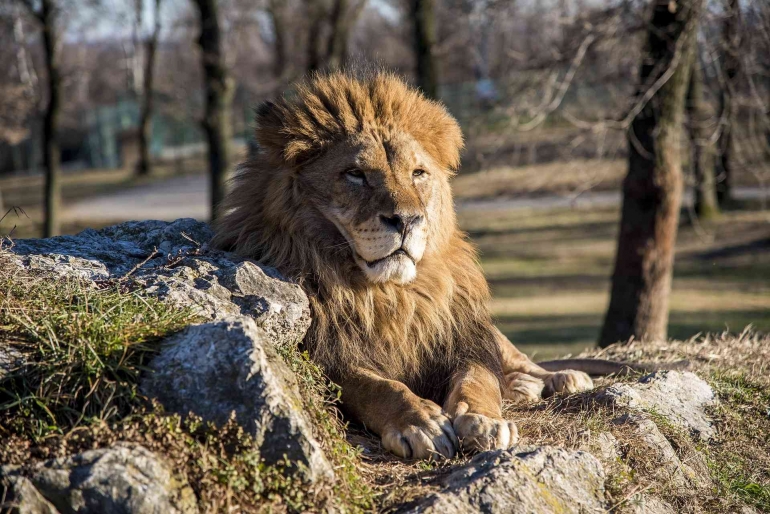 Singa Sang Raja Hutan (Sumber: Pixabay.com/13282396)