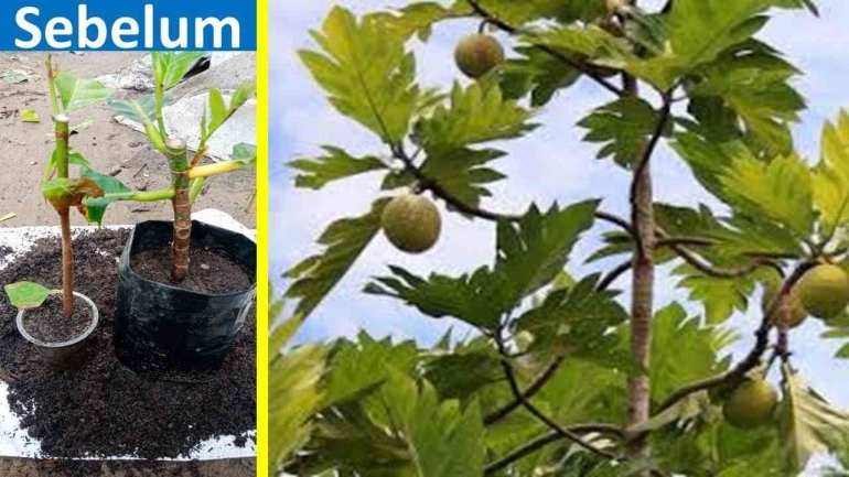 Memperbanyak sukun dengan stek (dok foto: youtube.com/Berkebun Buah)