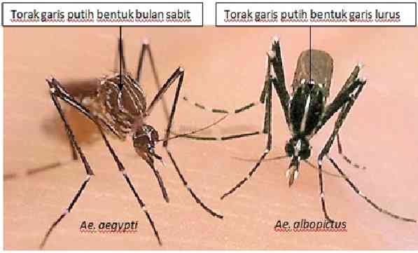 https://dkk.sukoharjokab.go.id/read/pengendalian-demam-berdarah-dengue
