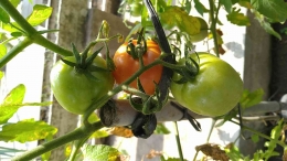 Gambar.  Gerakan Tanam Tomat di Kebun (dok. pribadi)