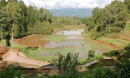 Persawahan di Desa Madong tercukupi oleh sumber air. (Dokumentasi pribadi)