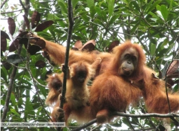 Orangutan Sumatera (Pongotapanuliensis) dengan dua anak kembarnya. Foto: Screenshot dari Alam Damai, Youtube.com