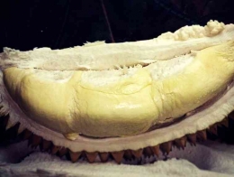 Durian Bido Wonosalam (Foto Dokumen Pribadi)