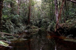 Hutan hujan Batangtoru dimana Pongotapanuliensis berada. Foto: news.mongabay.com