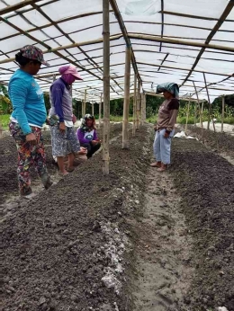 Dokpri: Kelompok perempuan di Kab. SImalungun sedang mempersiapkan lahan sayur organik 