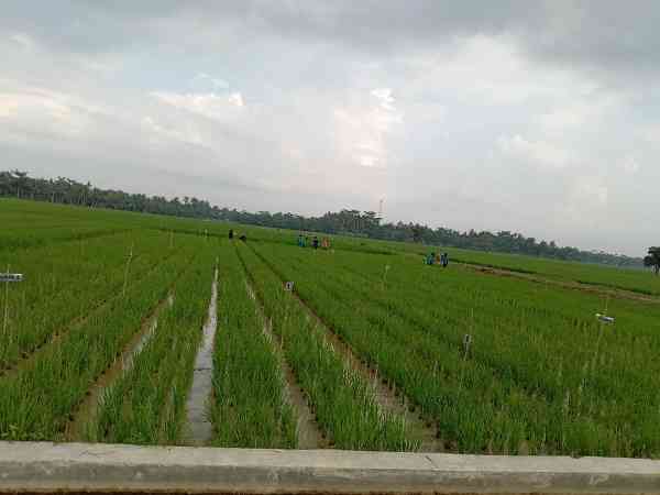 Dokpri: Salah satu lahan padi yang digunakan dengan pupuk organik , Desa Kebun Kelapa, Langkat Tahun 2021