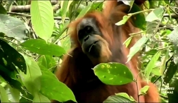 Orangutan Sumatera (Pongotapanuliensis). Foto: Screenshot dari Alam Damai, Youtube.com