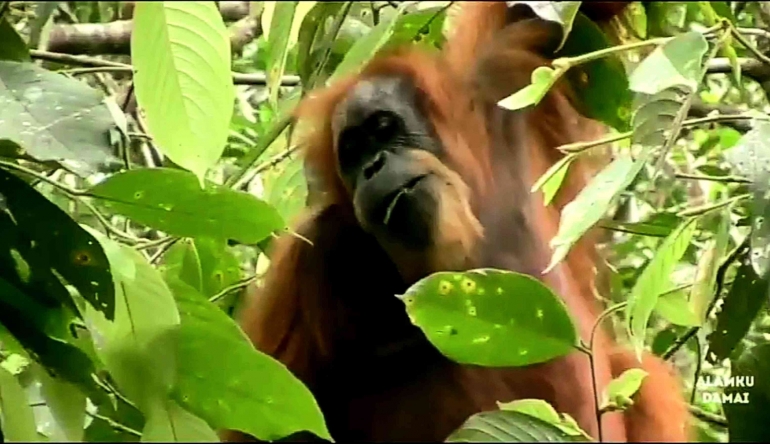 Orangutan Sumatera (Pongotapanuliensis). Foto: Screenshot dari Alam Damai, Youtube.com