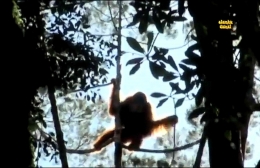 Orangutan Sumatera (Pongotapanuliensis) sedang bergelayutan di Ekosistem Batangtoru. Foto: Screenshot dari Alam Damai, Youtube.com
