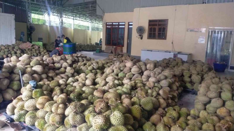 Gudang Durian Montong Parigi/dok. pri