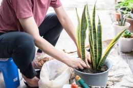 Gambar orang menanam tanaman lidah mertua, sumber gambar: HappyFresh