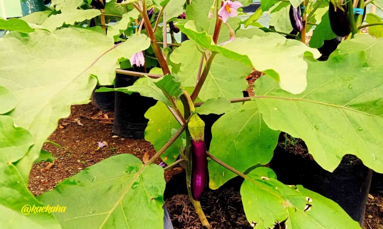 Tanaman Terong dalam Polybag di Kebun | @kaekaha