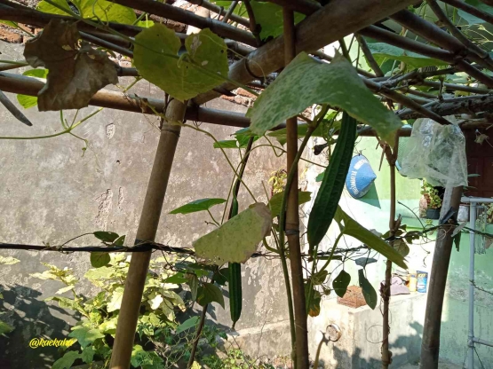 Gambas atau Oyong di Kebun | @kaekaha