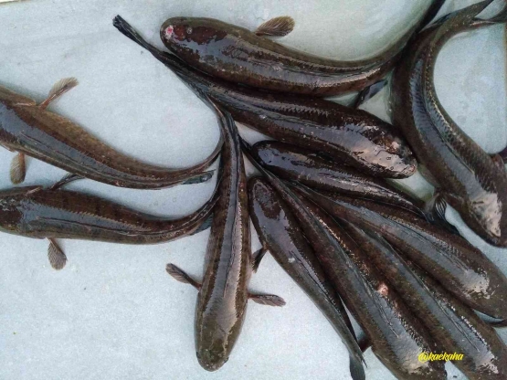 Ikan Haruan Karamba Pertama dan Terakhir | @kaekaha