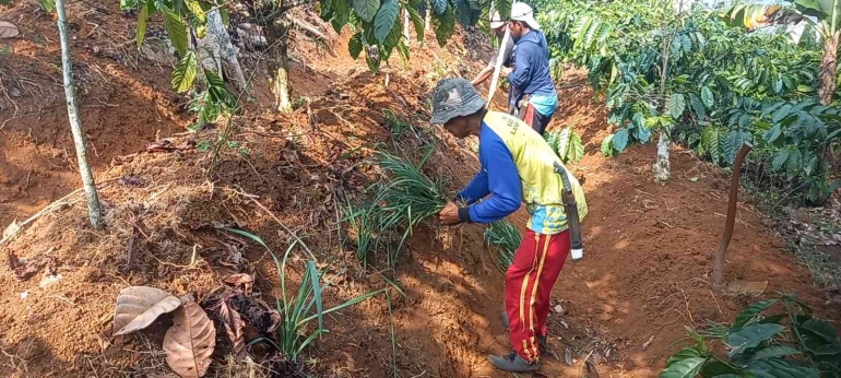 Kegiatan menanam rumput sataria sebagai pakan ternak (dokumentasi Rasna)
