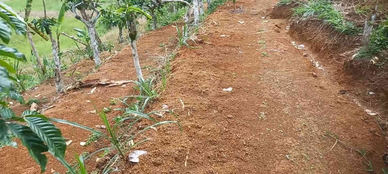 Rumput odot ditanam dibibir teras (dokumentasi Rasna)