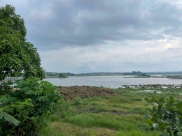 Tumbuhan Eceng Gondok Menutupi Hampir di Tepian Waduk Cengklik yang Berada di Desa Sobokerto (Foto: Pribadi)