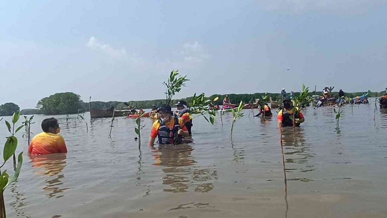 Penanaman mangrove di Panura-Foto: Dokumentasi Wanadri 