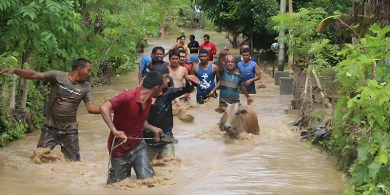 Ilustrasi Seekor ternak sedang diamankan warga karena Banjir (sumber foto: kompas.com)
