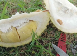 Rahasia Asyik Makan Durian di Pinggir Sawah. Daging buahnya montok, isinya cuma seuprit(dokpri)