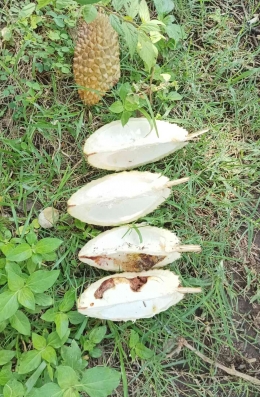 Rahasia Asyik Makan Durian di Pinggir Sawah. Ada sejuring yang busuk(dokpri)