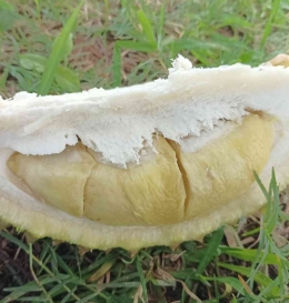 Durian semontok ini bijinya cuma sebesar biji mahoni. Bayangin...(dokpri)