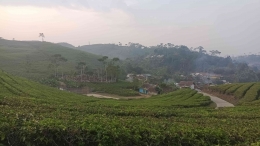 Hamparan kebuh teh dan jalan semen menuju perkampungan | Dok; S Aji