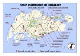 Daerah sebaran 2 jenis otter asli di Singapore |  Dokumentasi www.coconuts.co