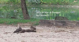 Sekeluarga otter yang sedang bermain di pasir, sekitaran Sungai Punggol Singapore. Dokumentasi pribadi