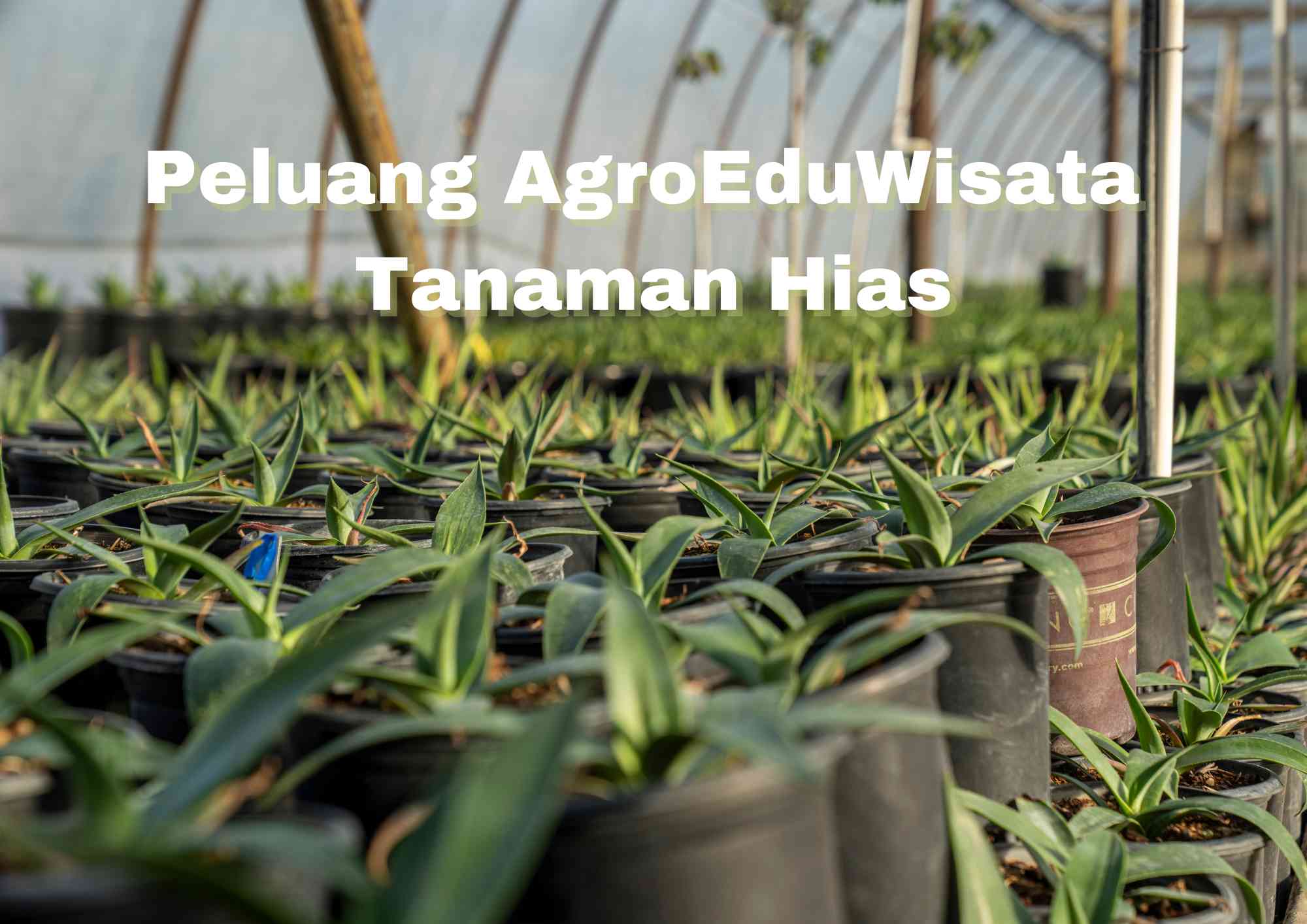 Potensi Pengembangan Tanaman Hias Sebagai AgroEduWisata - Kompasiana.com