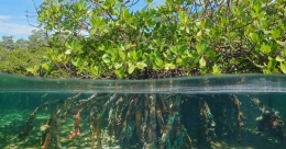 Peran Vital Ekosistem Mangrove dalam Melindungi Biodiversitas dan Menghadapi Perubahan Iklim | biologi.fst.unair.ac.id