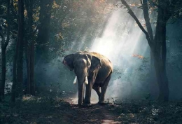 Sumber: https://pixabay.com/id/photos/gajah-belalai-gading-hutan-1822636/