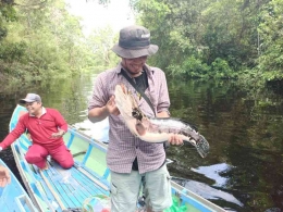 Ikan Toman hasil tangkapan warga Tampelas yang diperoleh di sekitar DAS Katingan | Foto: S Aji
