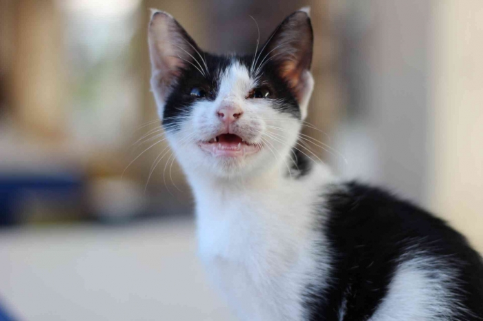 Input sumber gambar dokumen pribadi