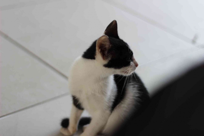 Input sumber gambar dokumen pribadi