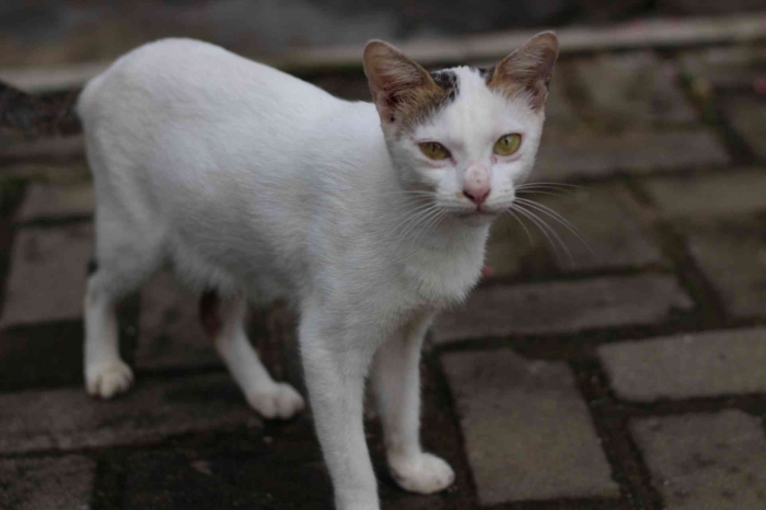 Input sumber gambar dikumen pribadi