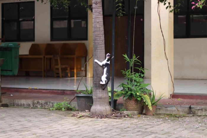 Input sumber gambar dokumen pribadi