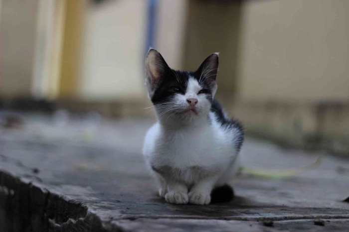 Input sumber gambar dokumen pribadi